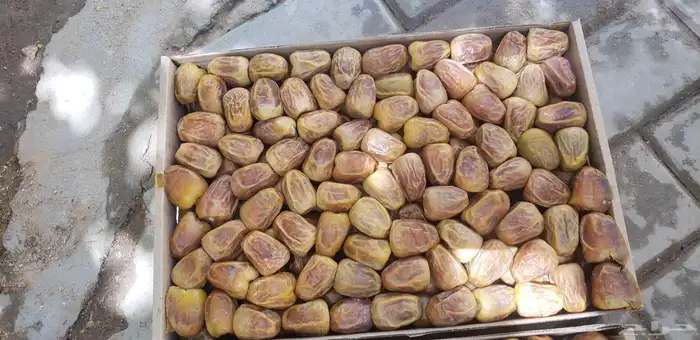 مفتل سكري 0