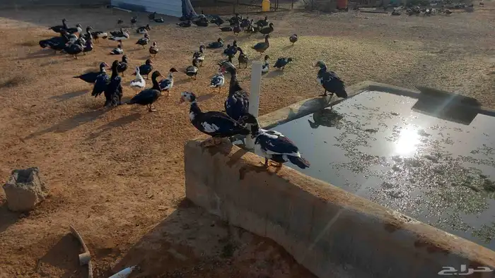 بط مصري العمر من 6 شهور الى 7 شهور 0