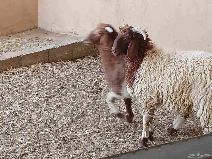 خرفان نعيم 1