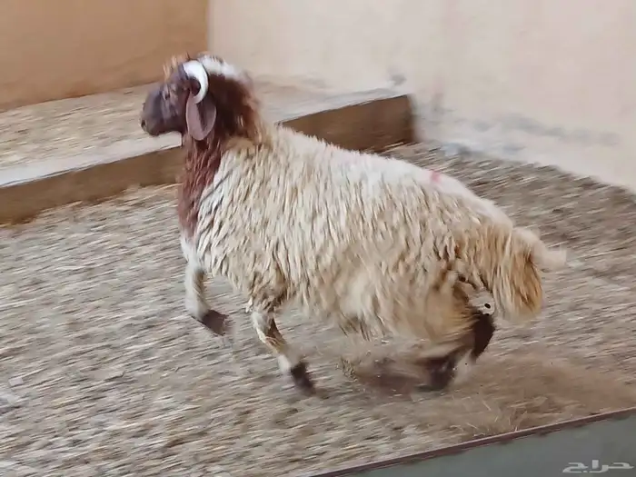 خرفان نعيم 0