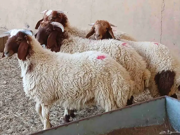 خرفان نعيم 2