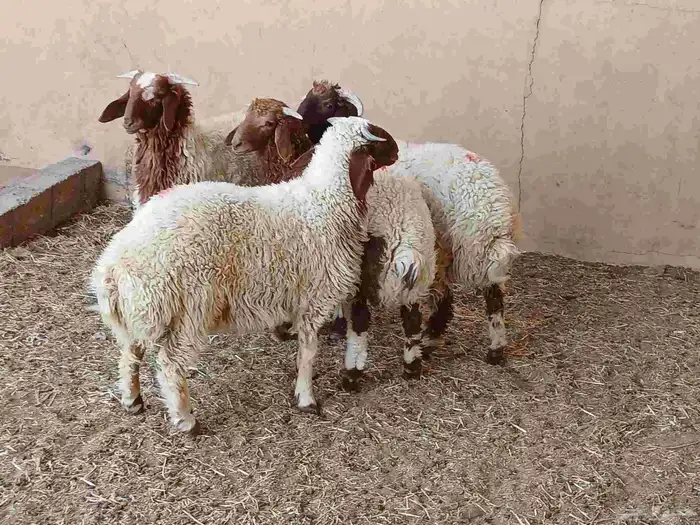 خرفان نعيم 6