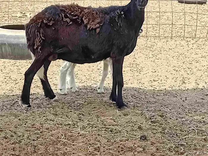 نعجه سوكني خلفاء تحتها 1 1