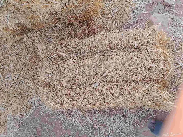 السلام عليكم ورحمه الله تبن شعير جديد ناعم طيب المذنب 1