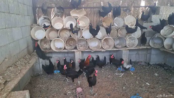 دجاج بياض وديكه 1