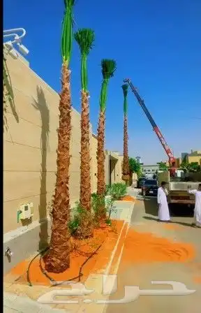 نخل للبيع نخيل مثمر نقايل فسايل خلاص صقعي سكري شيشي برحي سلج 3