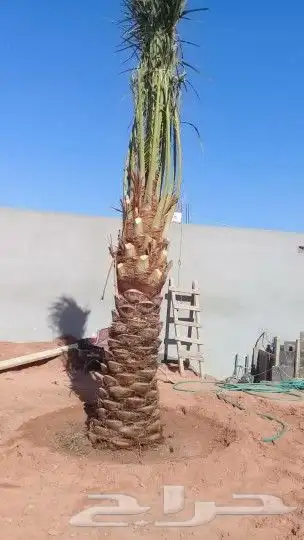 السلام عليكم ورحمة يوجد الدينا نخل وشنطني وعربي بجميع 1