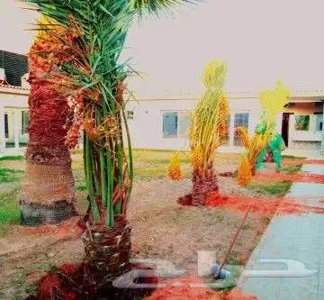 نخل للبيع نخيل مثمر نقايل فسايل خلاص صقعي سكري شيشي برحي سلج 1