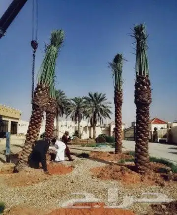 نخل للبيع نخيل مثمر نقايل فسايل خلاص صقعي سكري شيشي برحي سلج 5