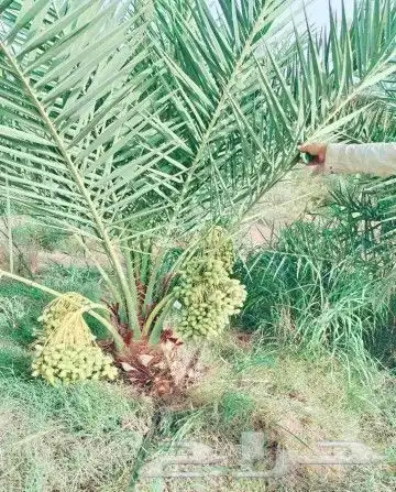 نخل للبيع نخيل مثمر نقايل فسايل خلاص صقعي سكري شيشي برحي سلج 2