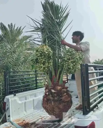نخل للبيع نخيل مثمر نقايل فسايل خلاص صقعي سكري شيشي برحي سلج 0