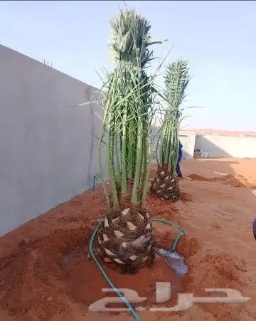 نخل للبيع نخيل مثمر نقايل فسايل خلاص صقعي سكري شيشي برحي سلج 4