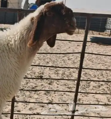جذعه صنف فاخر 1