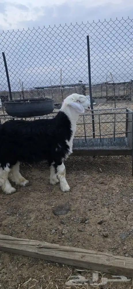 مشروع فحل فاخر نجدي تم البيع 6