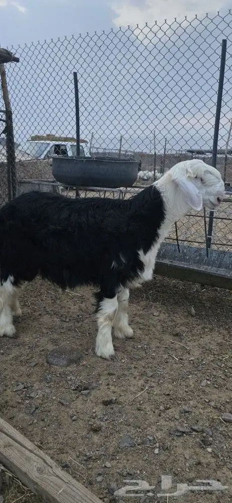 مشروع فحل فاخر نجدي تم البيع 3