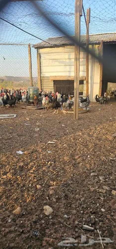 دجاج للبيع 2