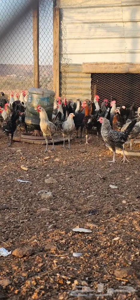 دجاج للبيع 1