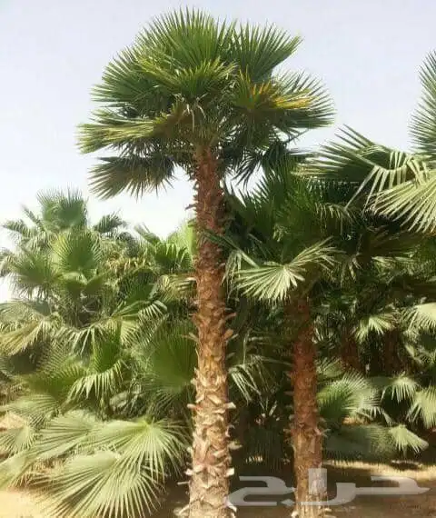 نخل واشنطني 5