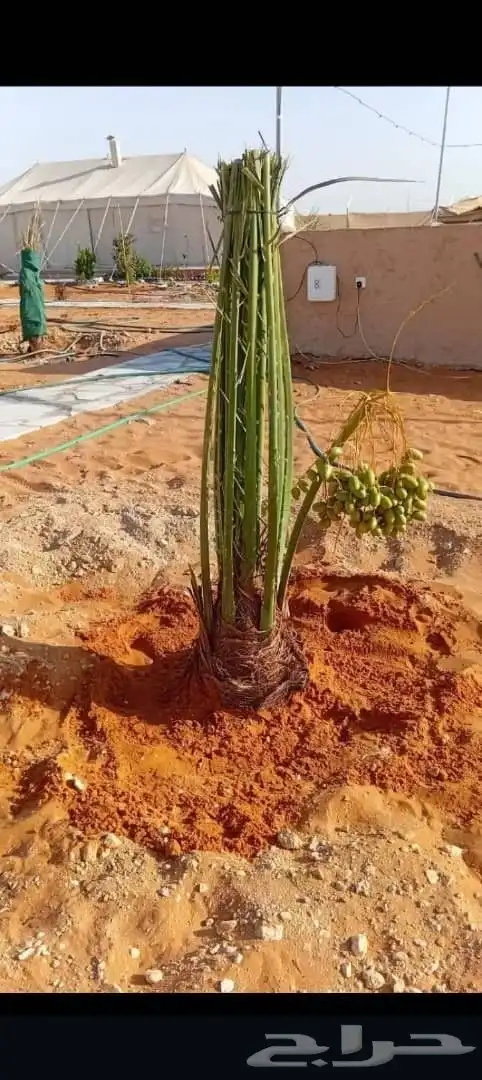 السلام عليكم ورحمة الله وبركاته 3