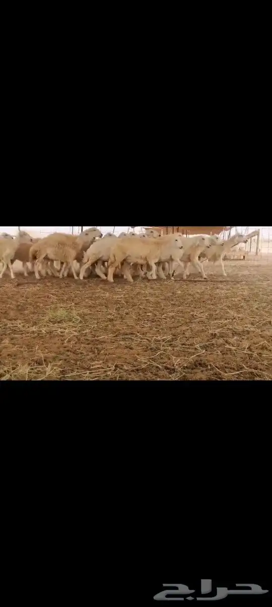 رخال طيبه 6