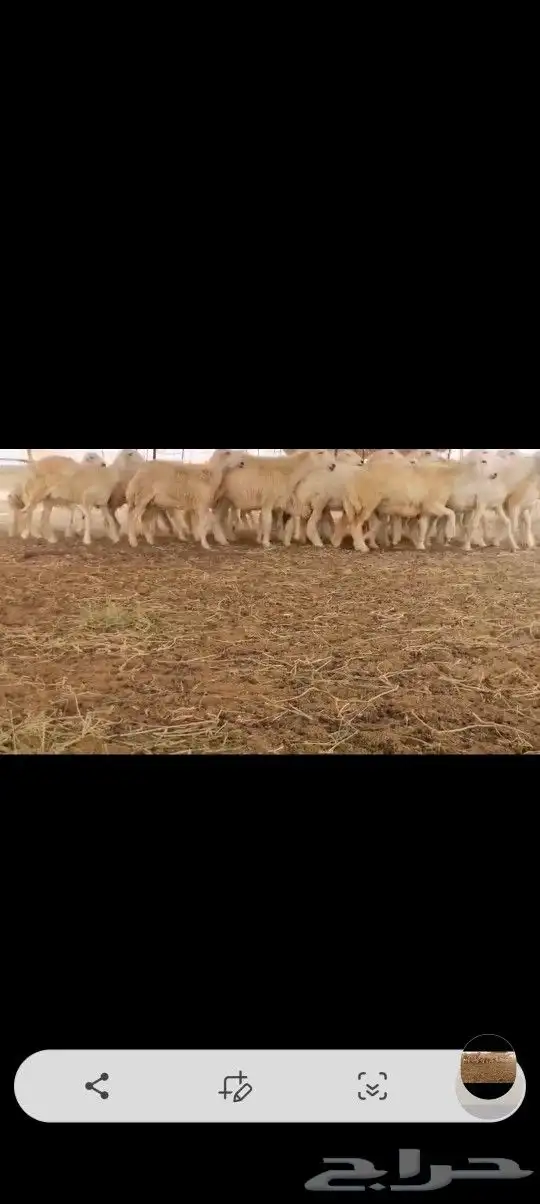 رخال طيبه 2