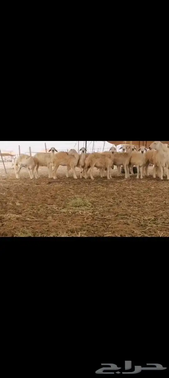 رخال طيبه 7