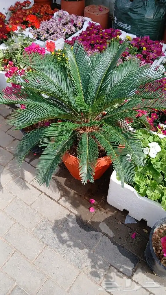 تنسيق حداىق 3