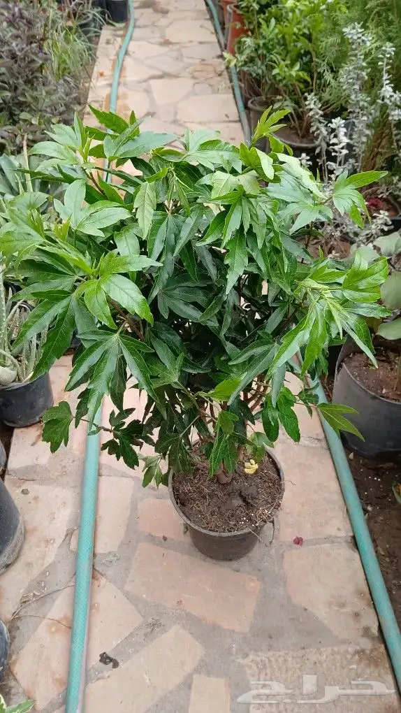تنسيق حداىق 2