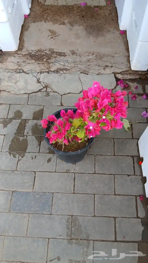 تنسيق حداىق 4