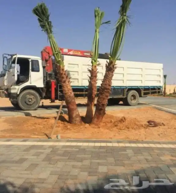 نخل واشنطني للبيع نخيل واشنطونيا عربي 4