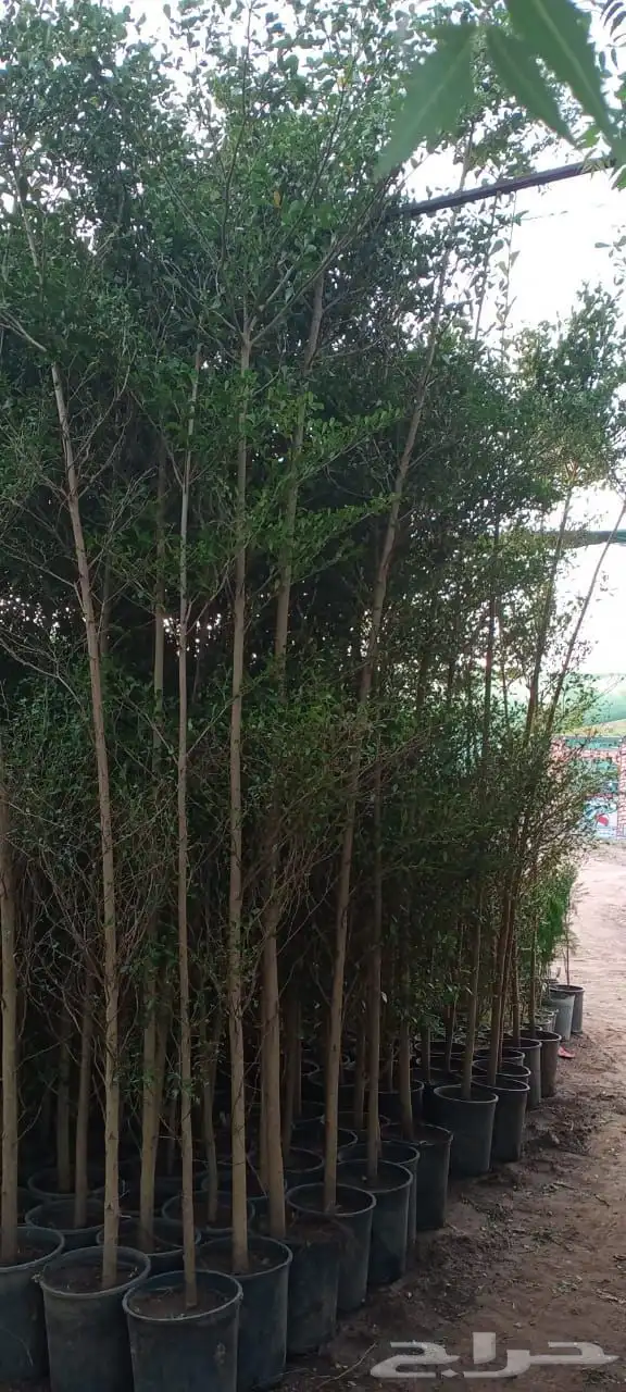 ترمناليا منتالي 9