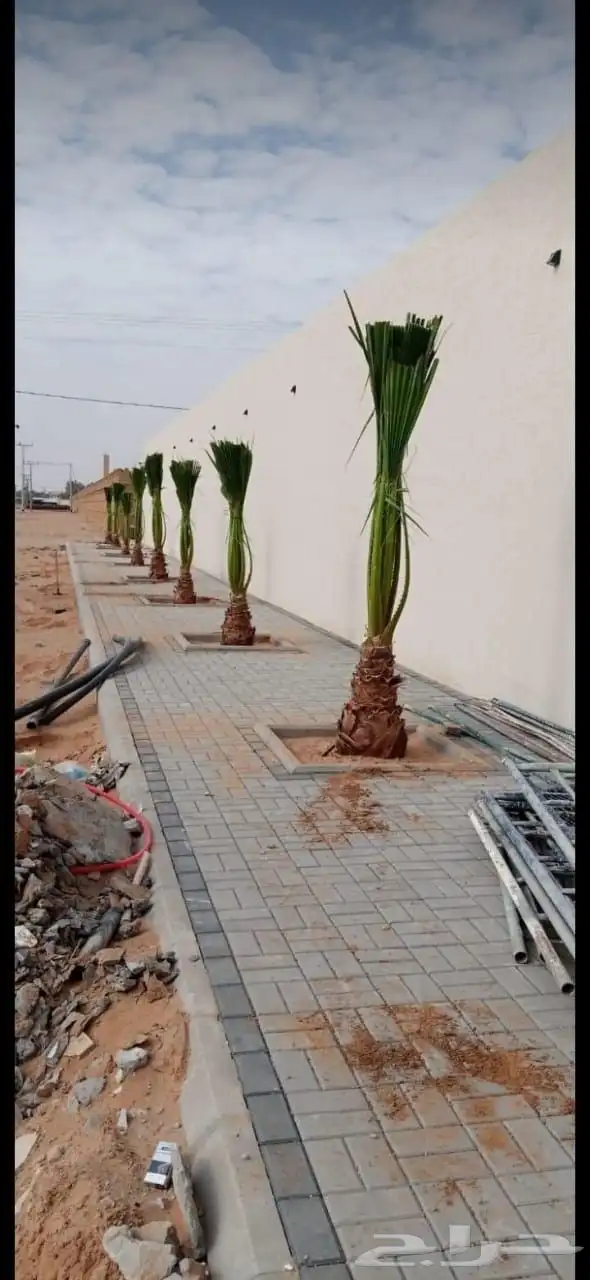 نخل واشنطن زينه للبيع بجميع مقاساته لتواصل 10