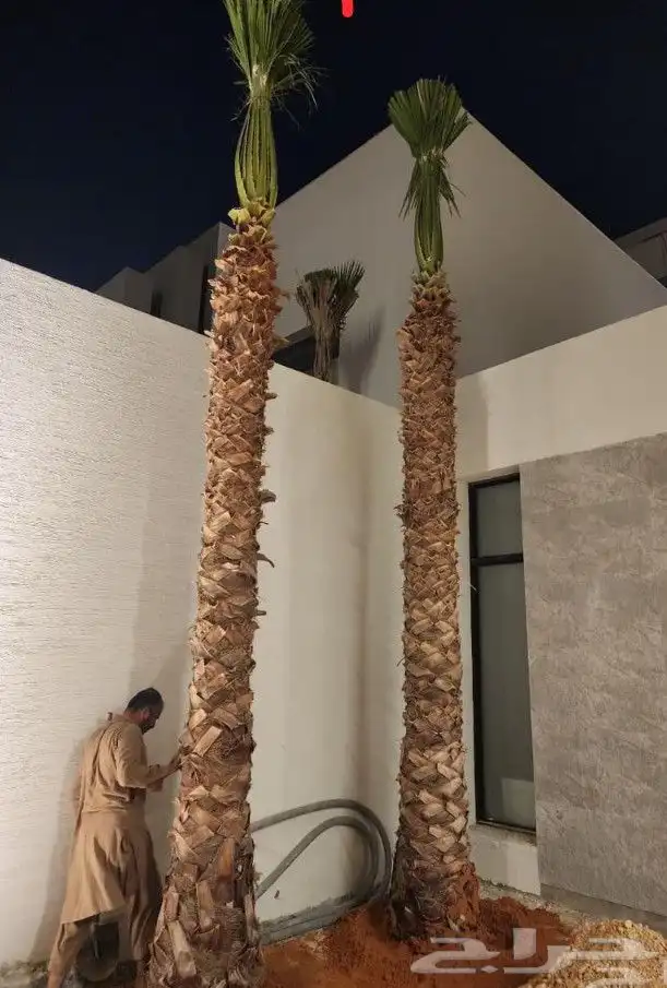 زراعةالنخيل.وتركبب.الشبوك 2