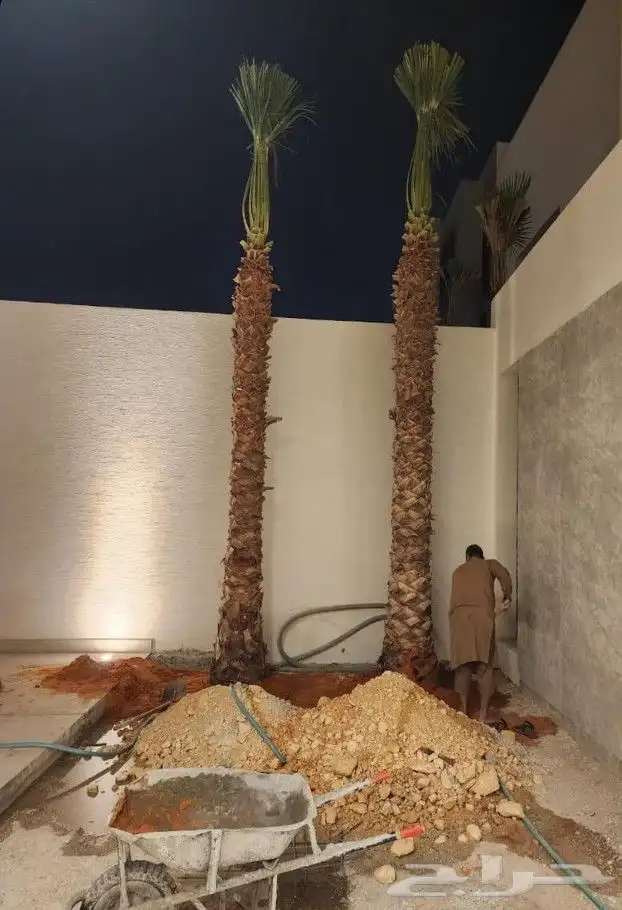 زراعةالنخيل.وتركبب.الشبوك 3