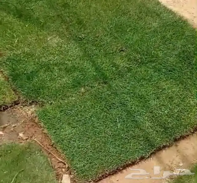 م ابو احمد تنسيق حدائق وتركيب جميع انواع الثيل الصناعى والطب 0