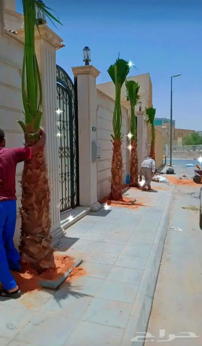 نخل واشنطن 3