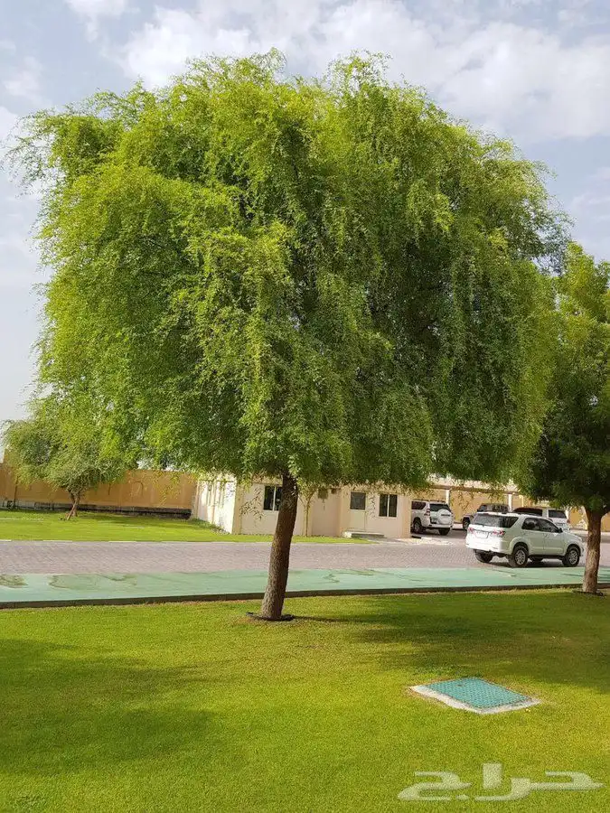 قص أشجار تكريب نخيل زراعة نخيل الزينة والبلدي 7