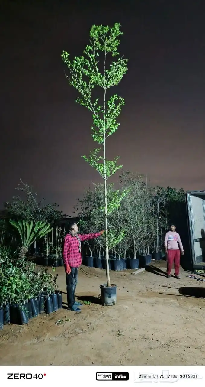 ترمناليا منتالي 1