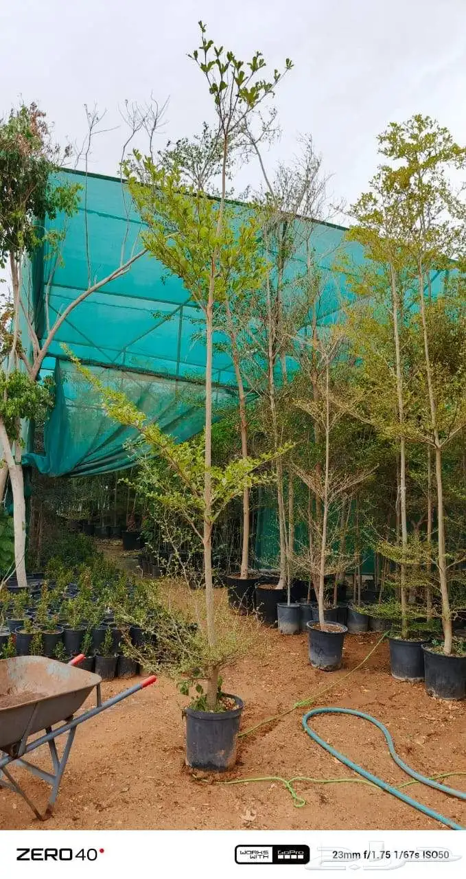 ترمناليا منتالي 7