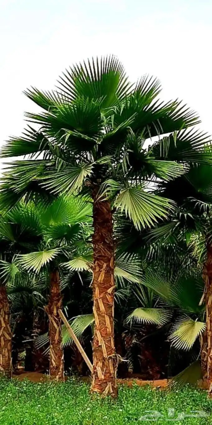 نخل واشنطن زينه 7