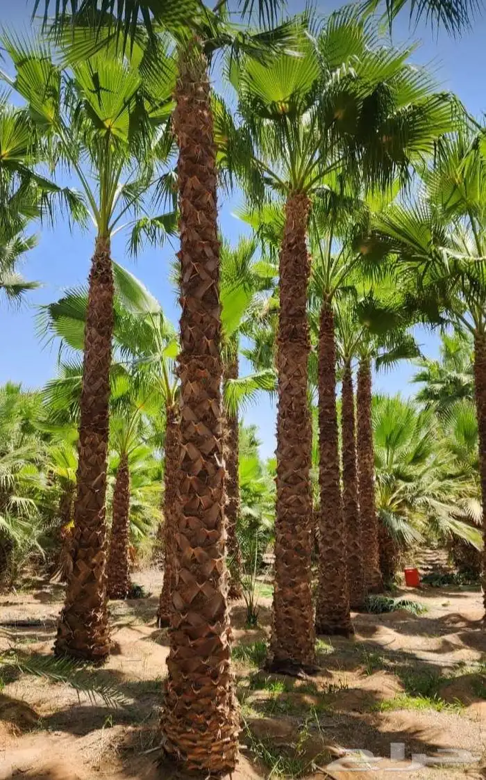 نخيل واشنطني ممتاز درجه اولا 4