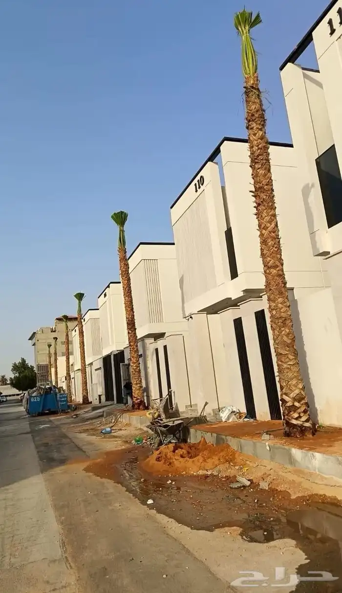 نخل واشنطني زينه 2