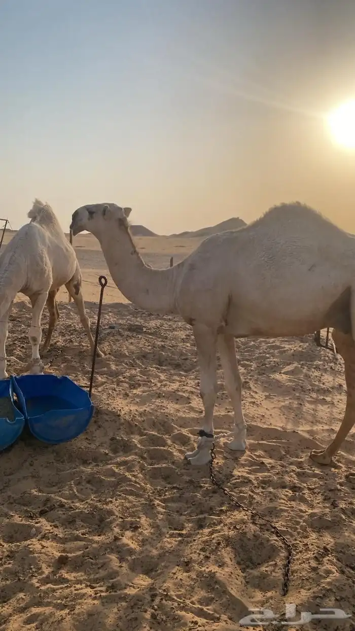 جد القعود فهيان الهرش حق الفصام الدوسري الموقع الرفيعه 0