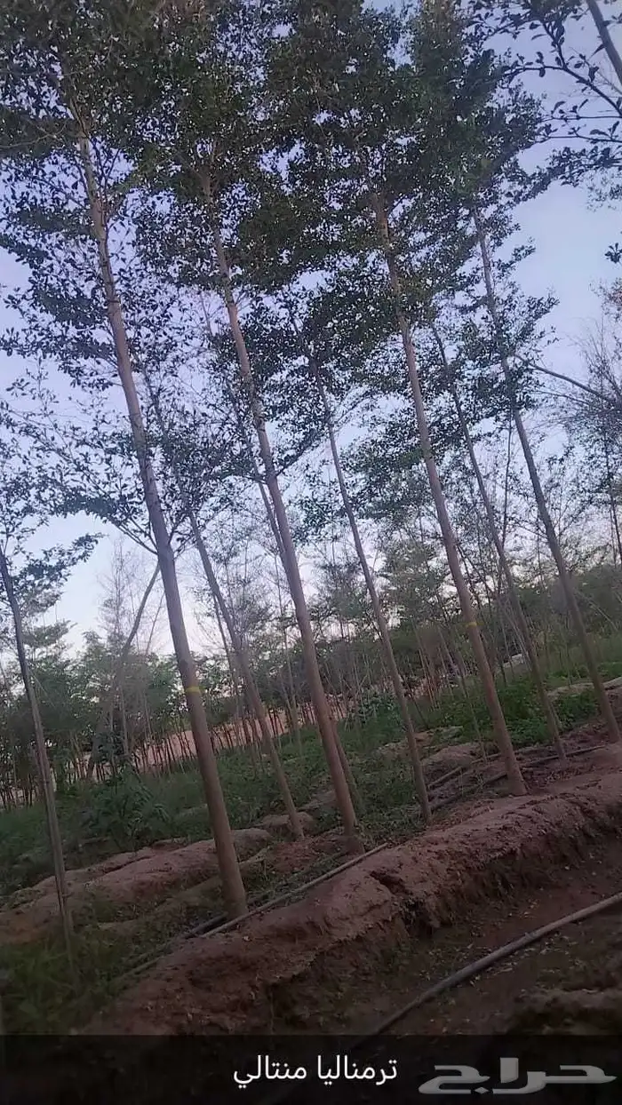 ترمناليا منتالي 0