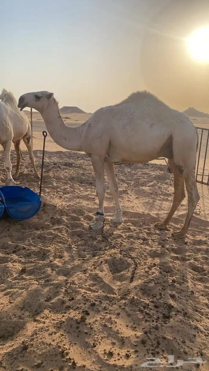 جد القعود فهيان الهرش حق الفصام الدوسري الموقع الرفيعه 1