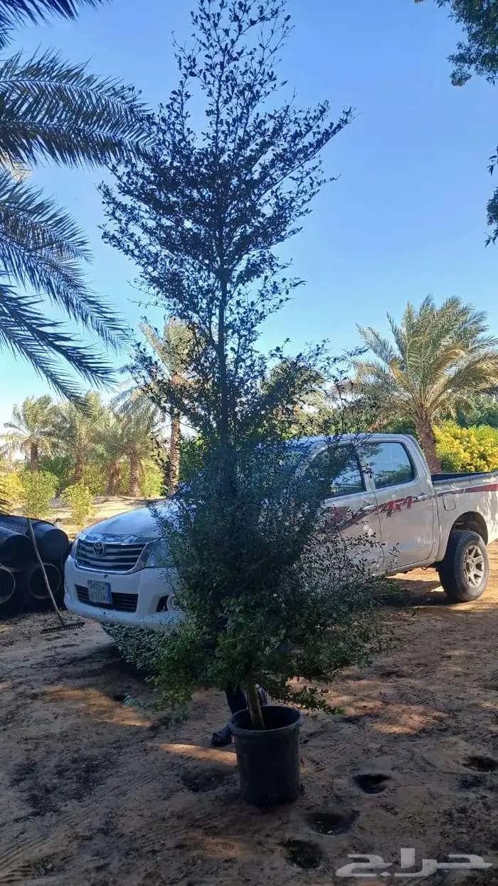 ترمناليا منتالي 3