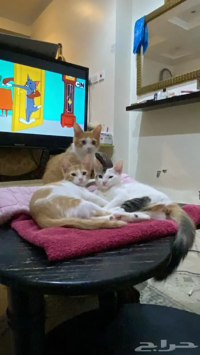 قطط للتبني 3