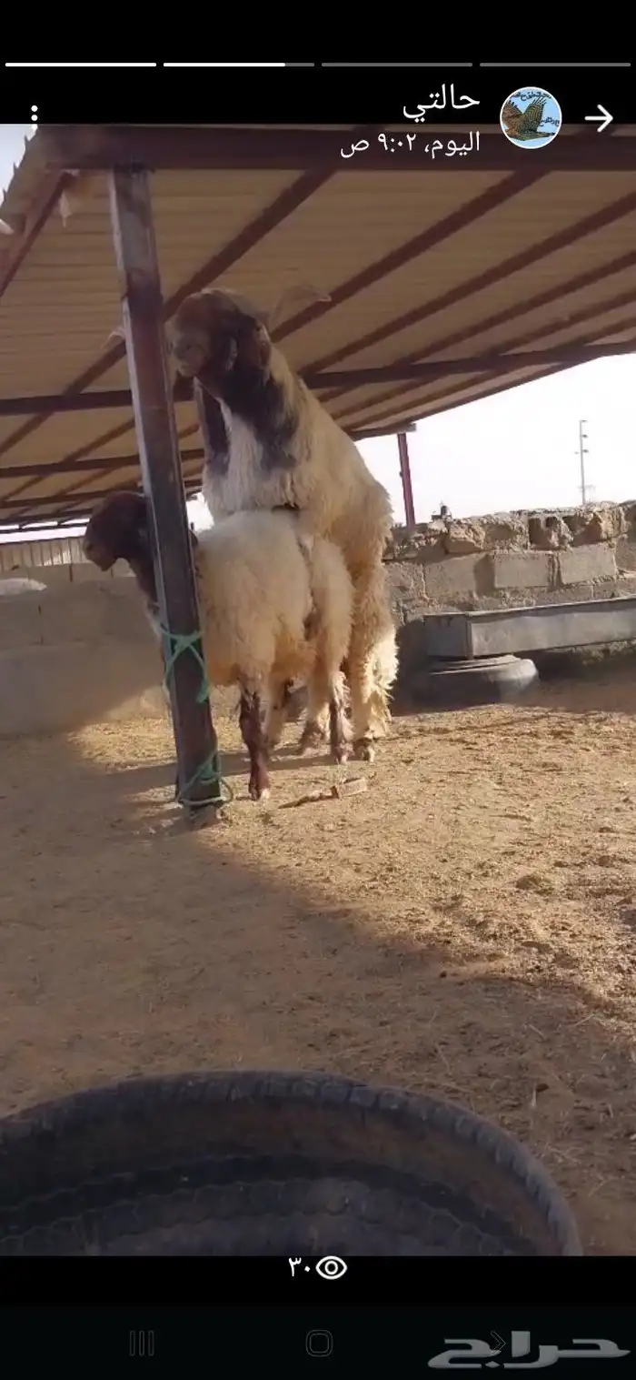 فحل نعيم صنف 2