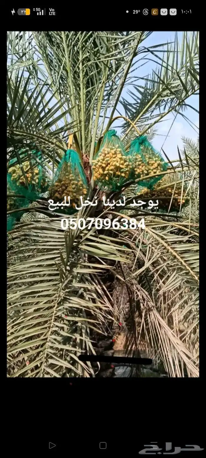 يوجد لدينا مزرعه خلاص للبيع للكيلو سامه 4 للي صامل يتواصل مع 4