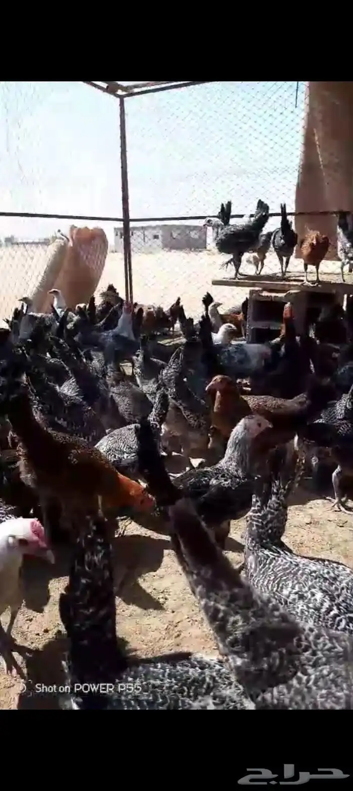 فراريج فيومي شبابي وذهبي 0